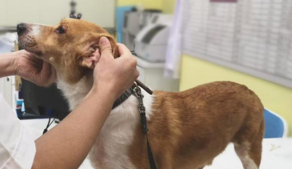 How to check a dog s physical examination?