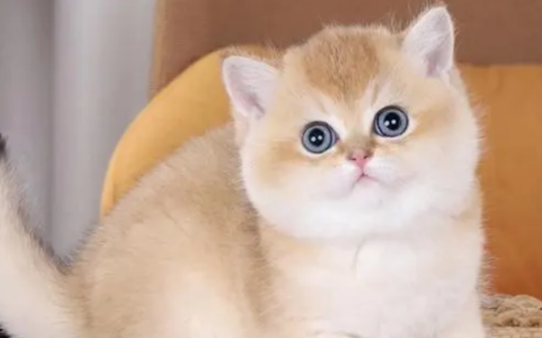 What are the cats’ living habits? Issues to pay attention to when raising pet cats.