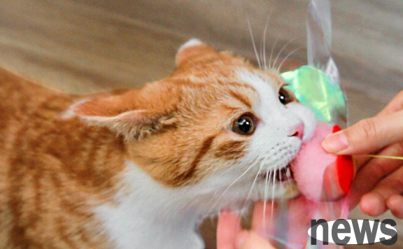 What aspects of training can cats be performed?