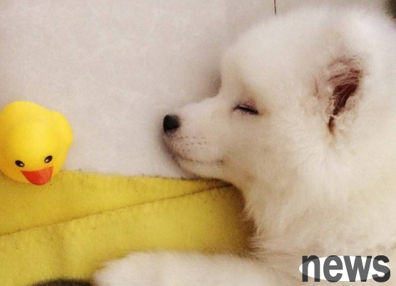 Does dogs have stomachache after having a cold or fever