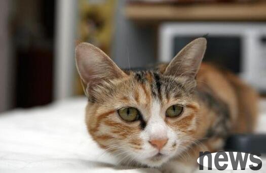 What is the case when a kitten has a soft stool but is in good spirits? Tail shovelers, please learn about it!