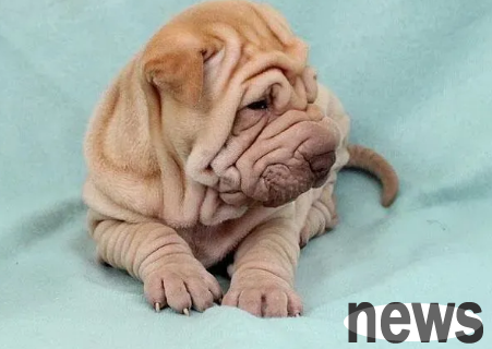 What is the name of a dog with wrinkles? If you want to know, please read here