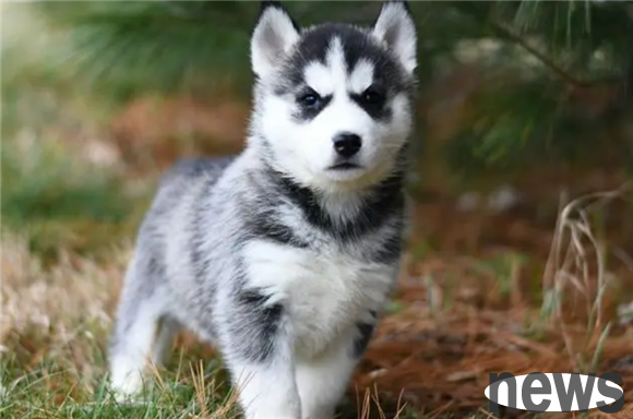 What should I do if a puppy has eye poop? Come and have a look