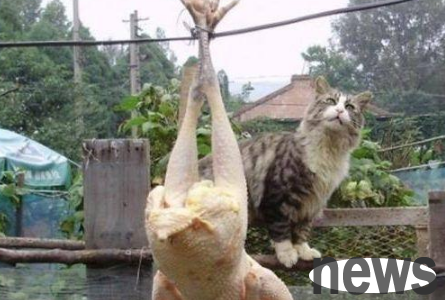 The woman hung the chicken on the wire, and the cat behaved interestingly