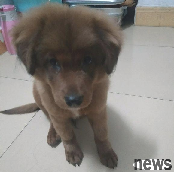 The stray dog was left at the door by the neighbor, but it was unwilling to leave. The girl was heartbroken when she understood the reason.