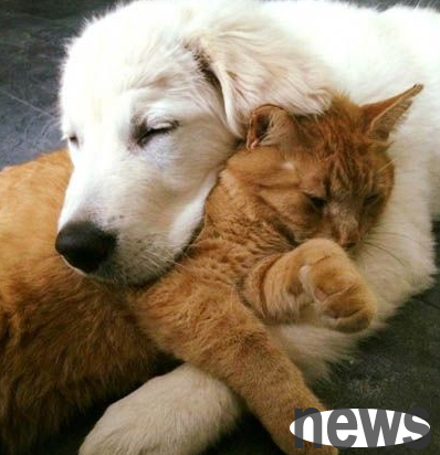 The cat was finally conquered by the